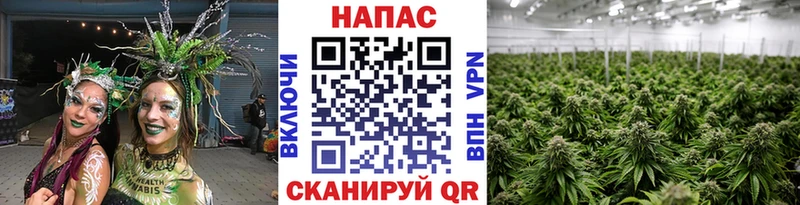 Бошки марихуана планчик  даркнет сайт  mega ССЫЛКА  Никольск 